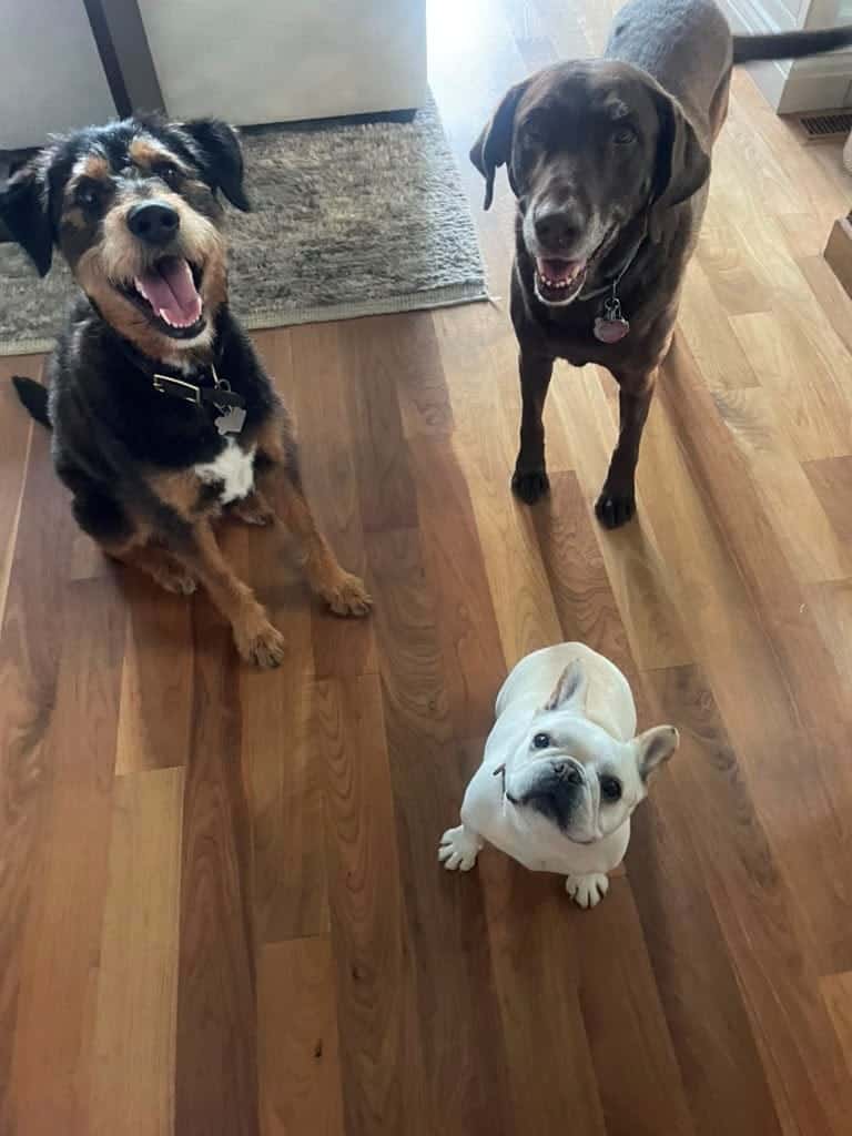 Three dogs, a tricolor mixed breed, a chocolate Labrador, and a French Bulldog, sitting together on a hardwood floor.