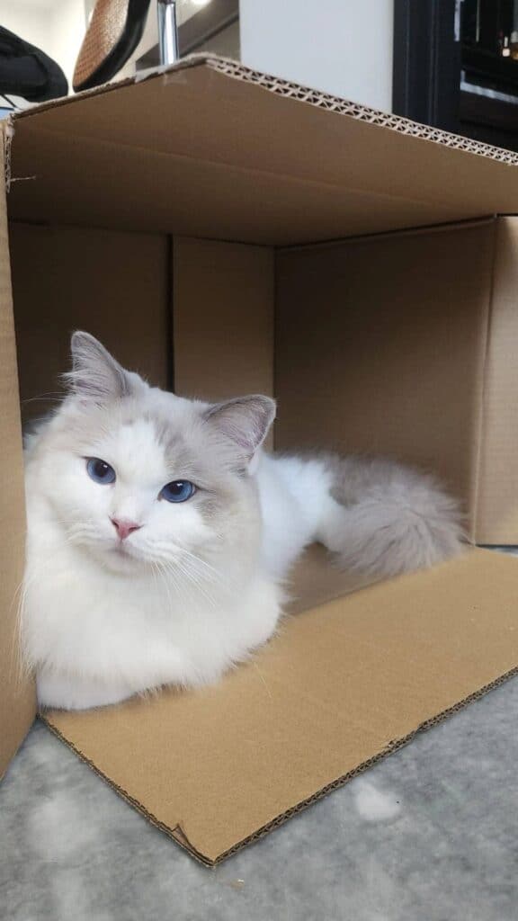 Mr. London, a blue-eyed white and gray cat, lounging inside a cardboard box