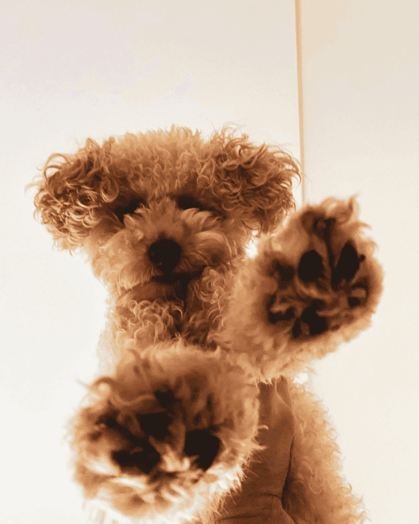 A curly-coated brown puppy, likely a poodle or poodle mix, looks up at the camera from below with its front paws raised close to the lens, giving an exaggerated close-up view of its paw pads and fluffy fur against a plain light background.