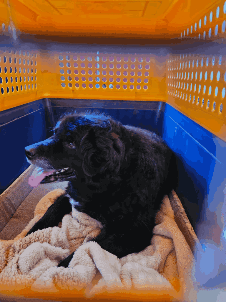 Black dog resting on a blanket inside an airline pet travel crate before an international flight