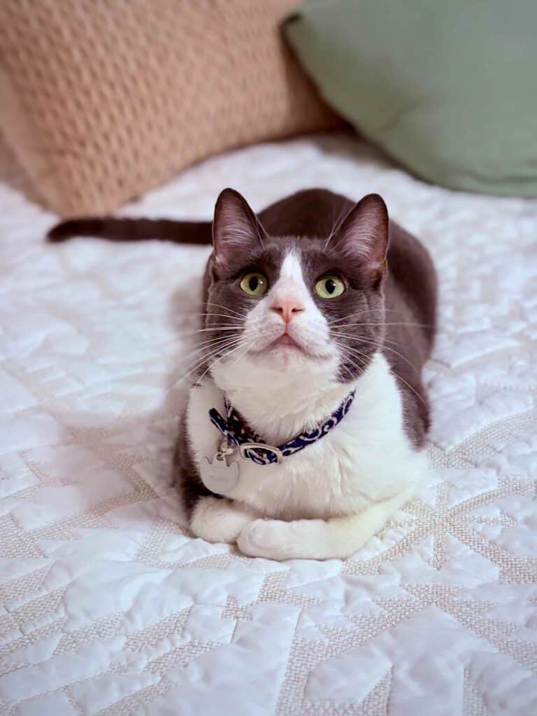 Sushi, a gray and white cat wearing a name tag collar, lying on a bed and looking at the camera.