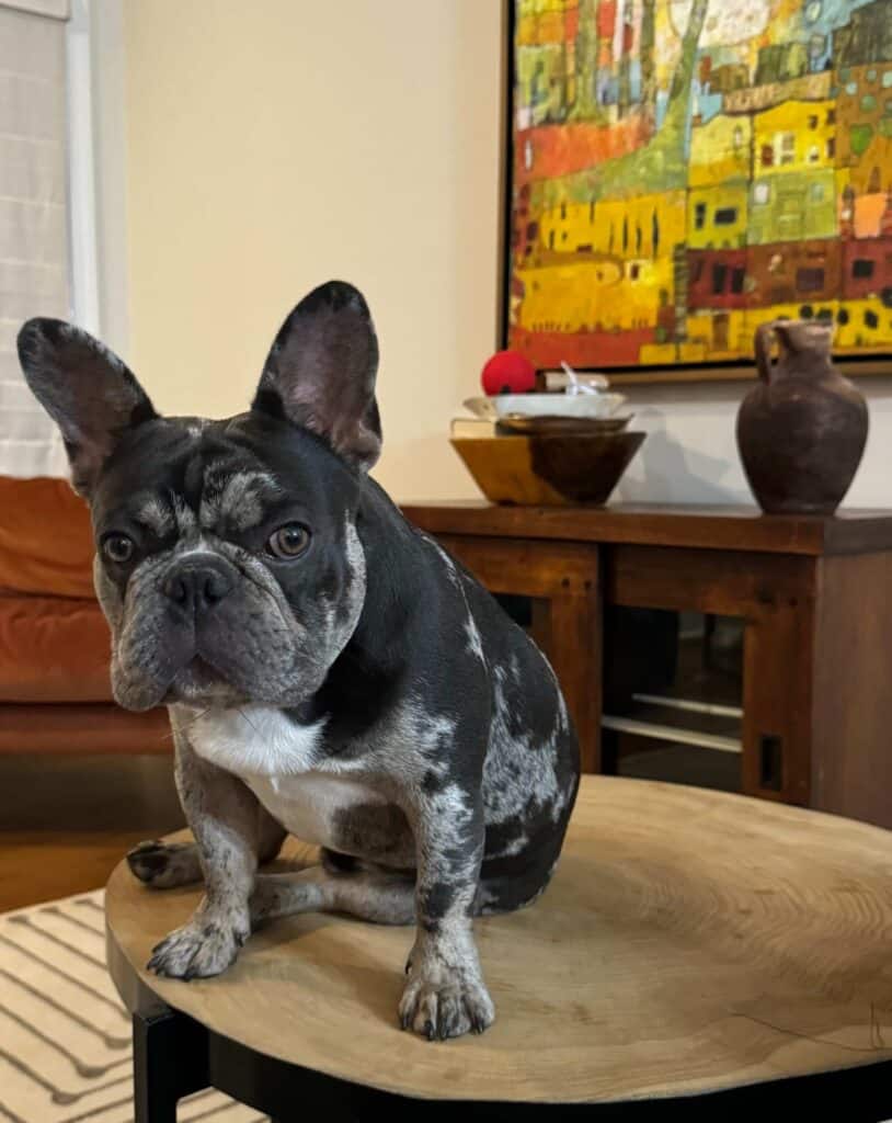 Yeti, a black and white French Bulldog, sitting on a table indoors