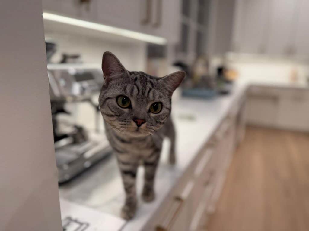 A curious silver tabby cat with wide amber eyes standing on a white kitchen counter, peeking around a cabinet toward the camera.