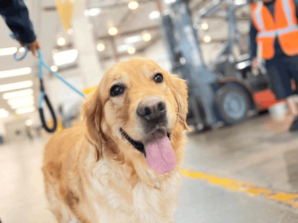 Scout, a golden retriever, smiling on a blue leash in an airport cargo warehouse before his flight to the UK.