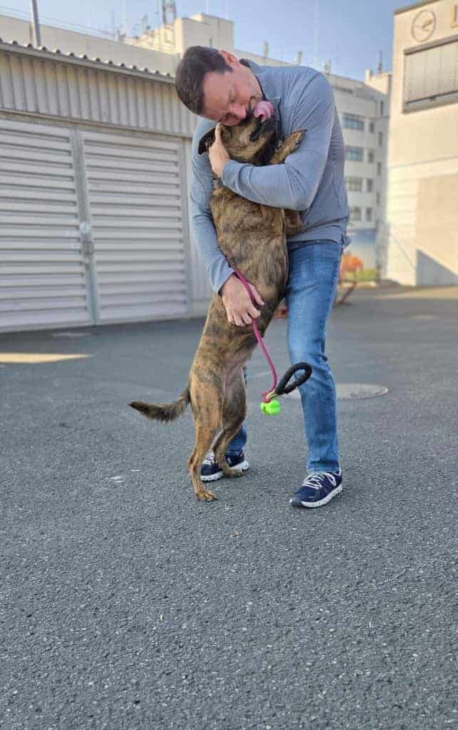 Treeing Tennessee Brindle Hound Mix dog named Gidget standing on his hind legs, hugging and licking his dad’s face after arriving in Germany from the USA.