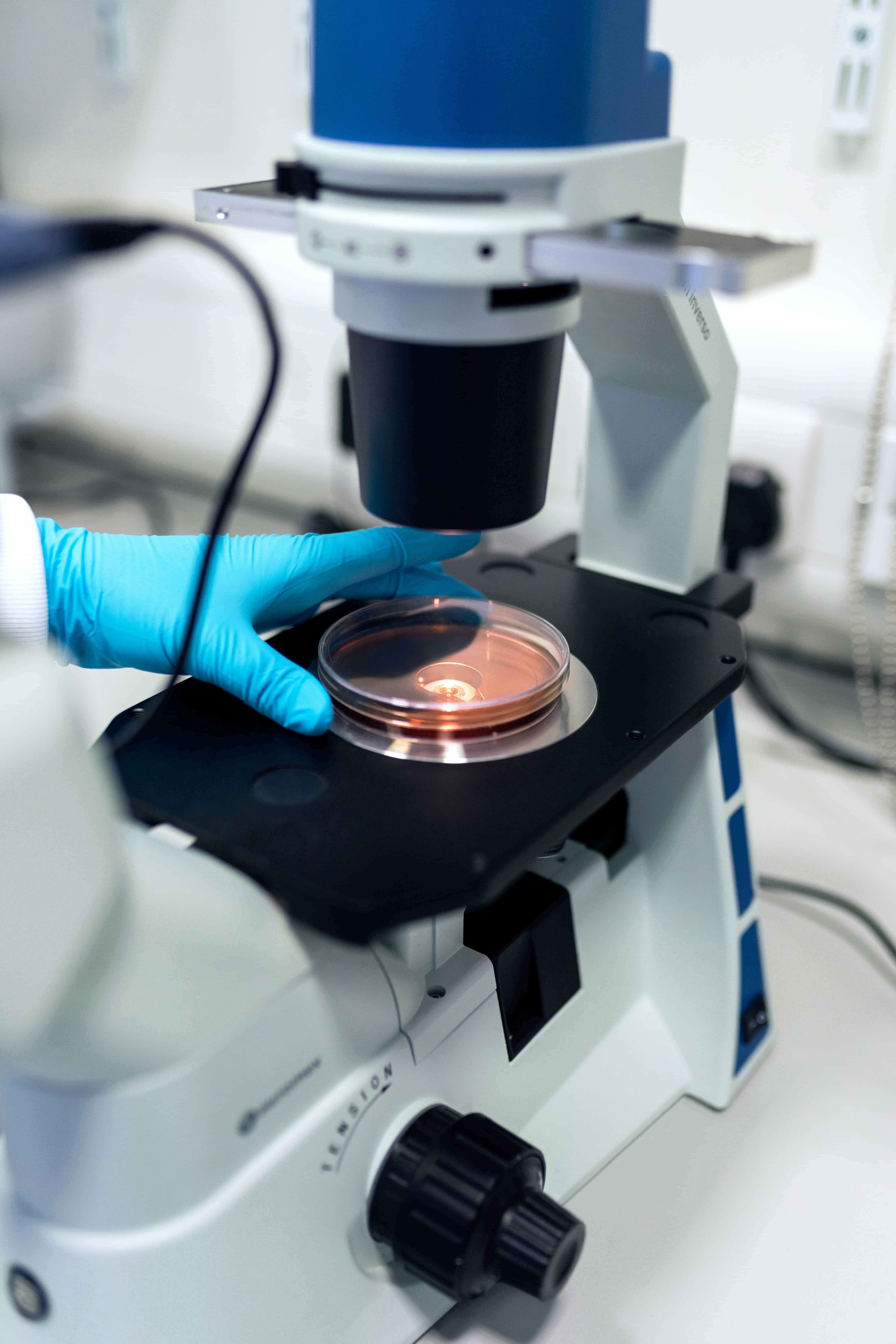 Scientist using a microscope to examine petri dish samples in a laboratory setting.