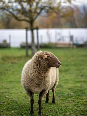 sheep, wool, animal, nature, grass, meadow, sheep, sheep, sheep, sheep, sheep