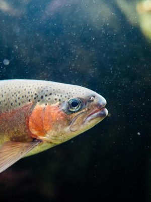 Close-up of a colorful rainbow trout swimming underwater, showcasing its vibrant patterns and natural habitat.