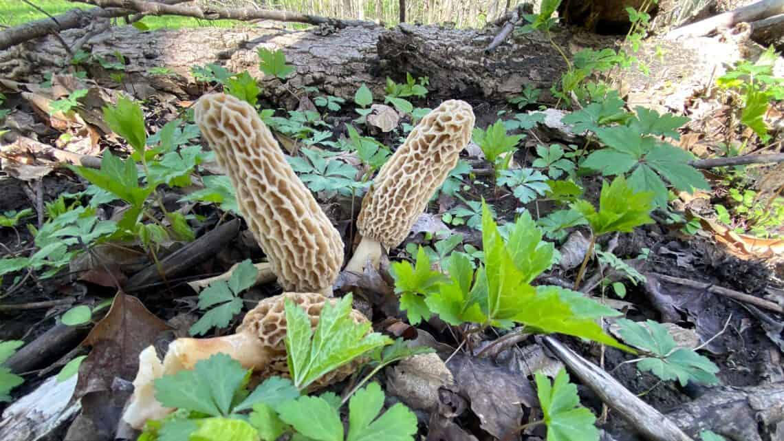 Wild morel mushrooms growing on the forest floor, ideal for outdoor foraging and harvest with ABKT knives.