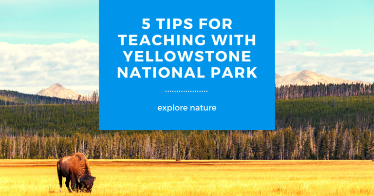 5 Tips for Using Yellowstone National Park with your Students