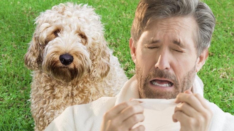 Which air purifier is best for pet dander featured image