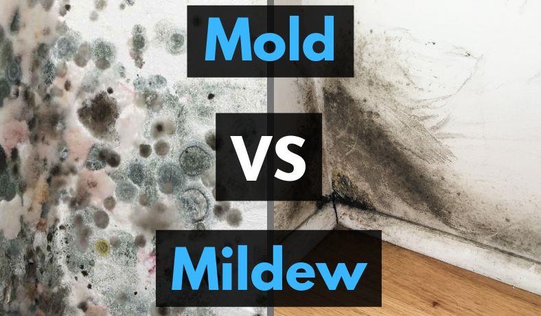 Image for mold vs mildew differences informational guide