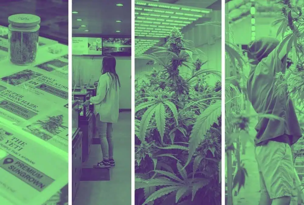 Aloha Green Apothecary cannabis production facilities