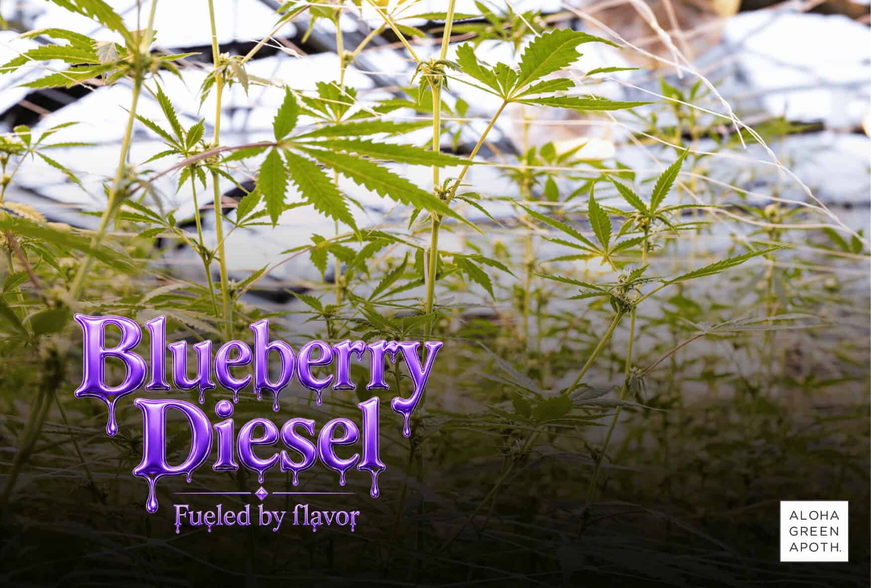 Blueberry Diesel cannabis strain at the farm