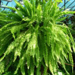Lush green fern hanging in a greenhouse with natural light.