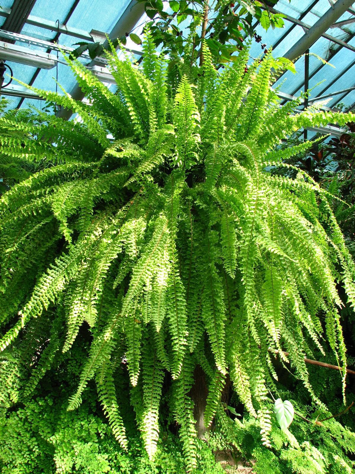 Lush green fern hanging in a greenhouse with natural light.