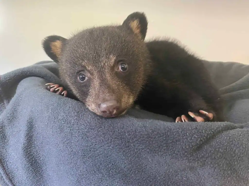Adorable bear cub lying on a blanket at Appalachian Bear Rescue.