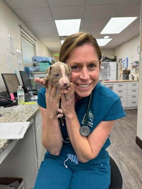 Veterinarian holding a small puppy in a veterinary clinic.