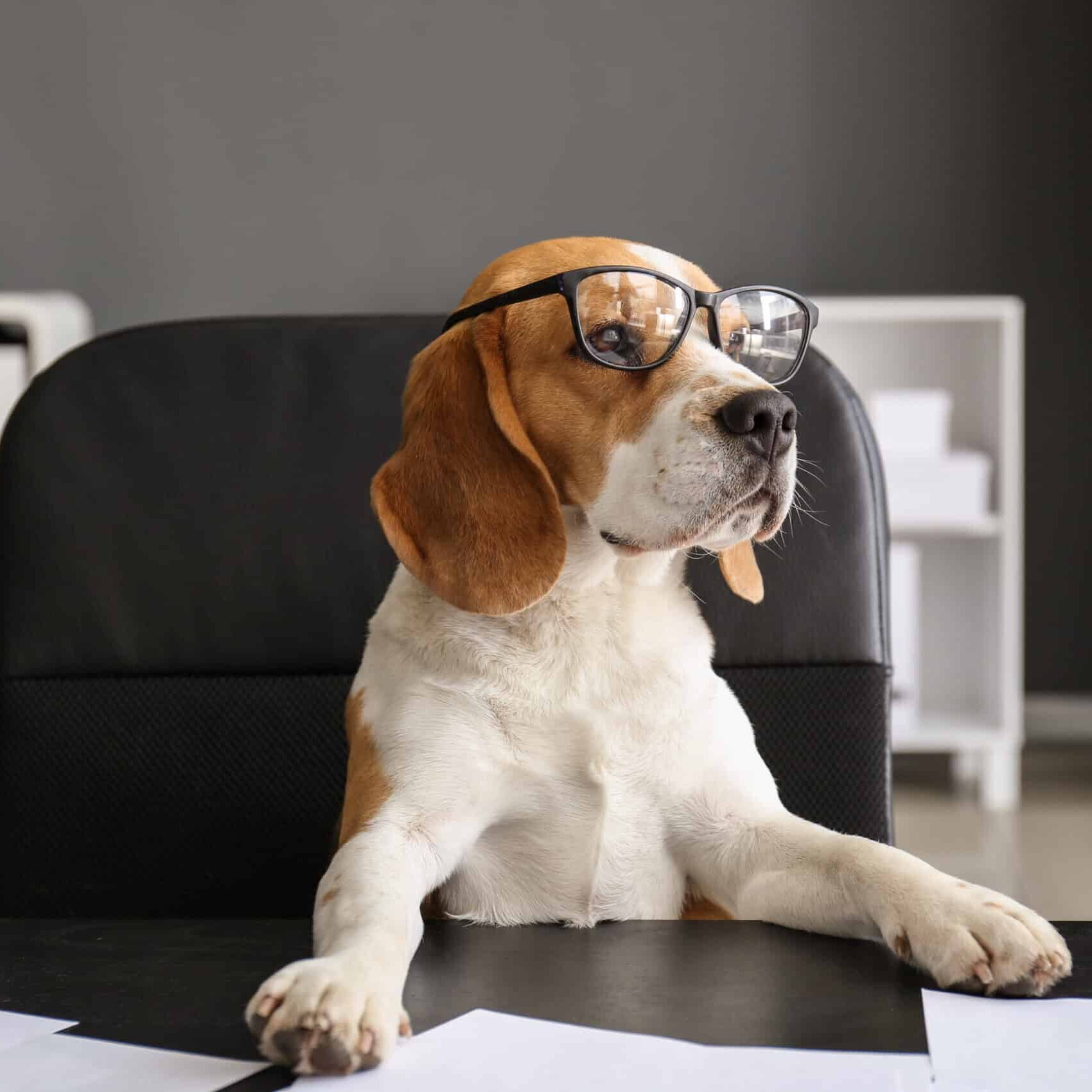 Beagle dog wearing glasses sitting at a desk in an office setting.