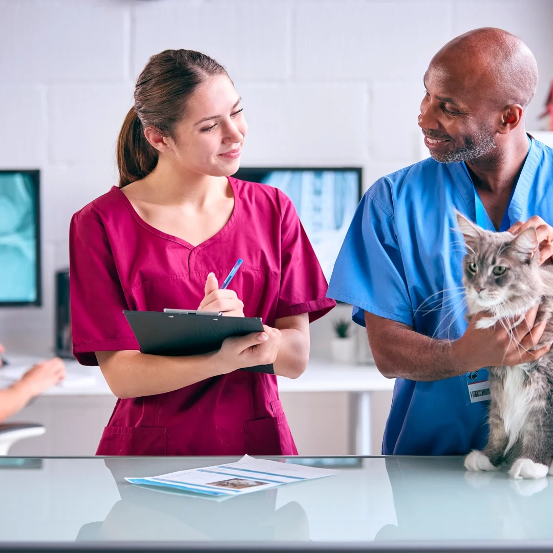 Veterinarian examining a cat with a vet technician in a clinic setting.