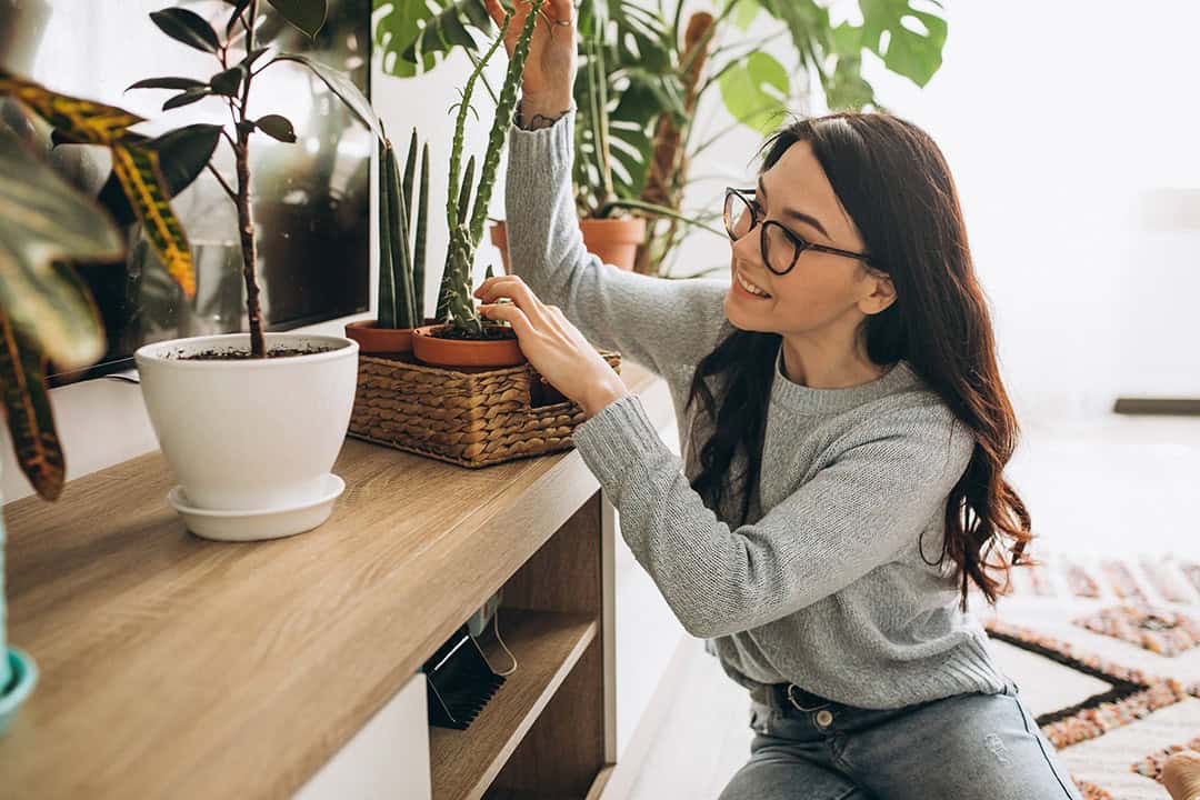 plantas-para-el-hogar.jpg