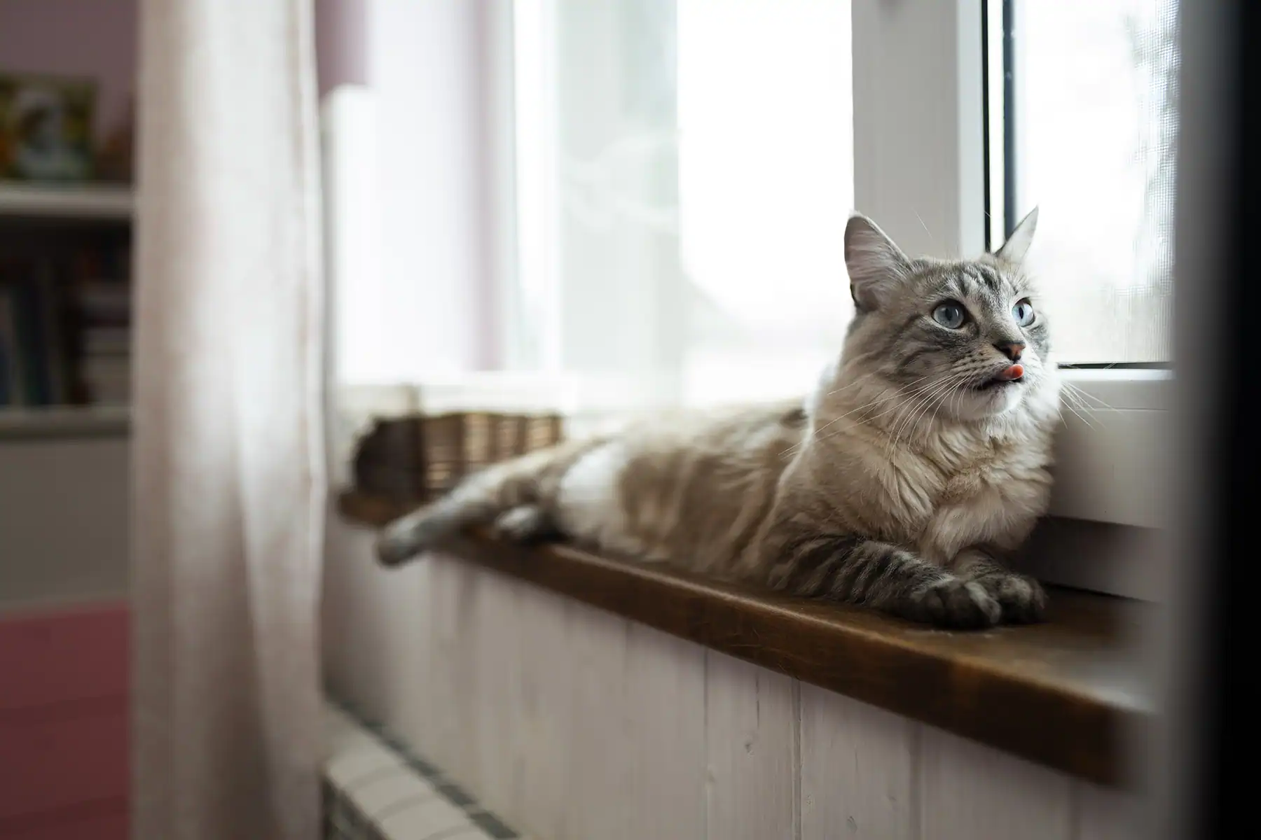 Razas de gatos: cual elegir segun tu espacio y estilo de vida