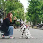 Bacterias que trae su perro de la calle y cómo desinfectarlo correctamente Las patas de su perro son esponjas de bacterias, parásitos y hongos del pavimento. Guía completa: qué trae de la calle, los 5 pasos para desinfectarlo y qué nunca usar en Colombia.