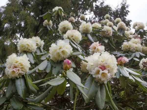 Cream hyacinth flowers blooming on a rhododendron bush.