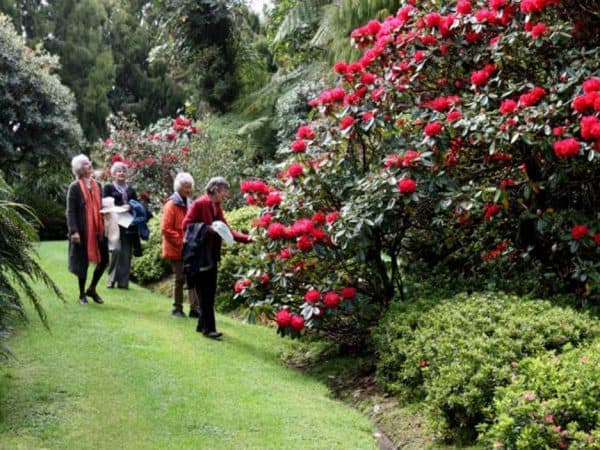 Vibrant red rhododendrons in a lush garden at Americarna event New Zealand.