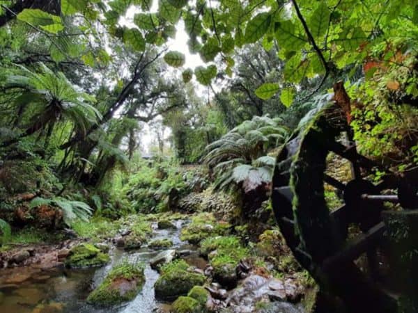 Lush green rainforest with flowing stream and dense foliage in New Zealand.