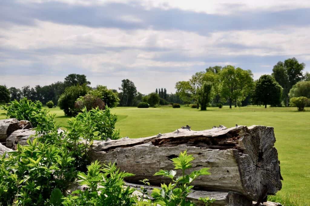 a large tree stump in a grassy field