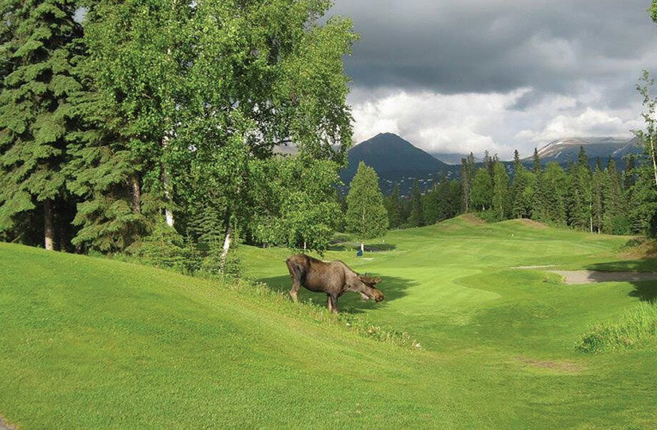Moose grazing on a golf course
