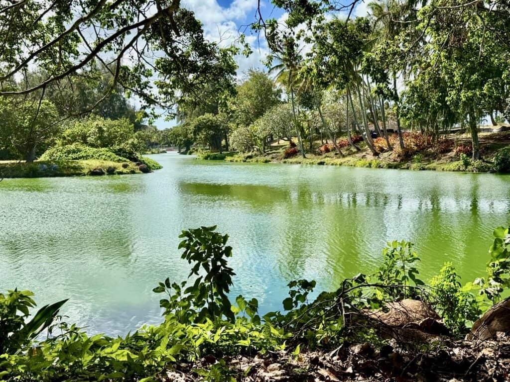 Serene lagoon surrounded by lush greenery