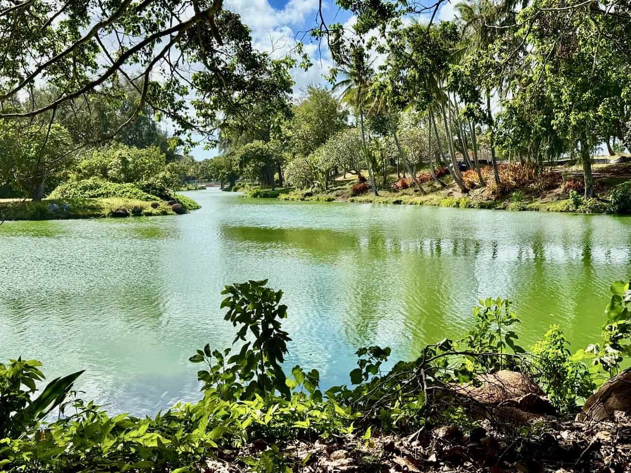 Serene lagoon surrounded by lush greenery