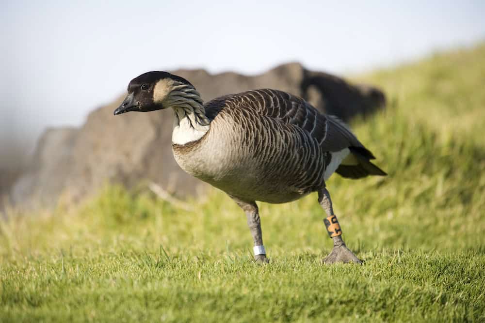 Nene goose walking on grass