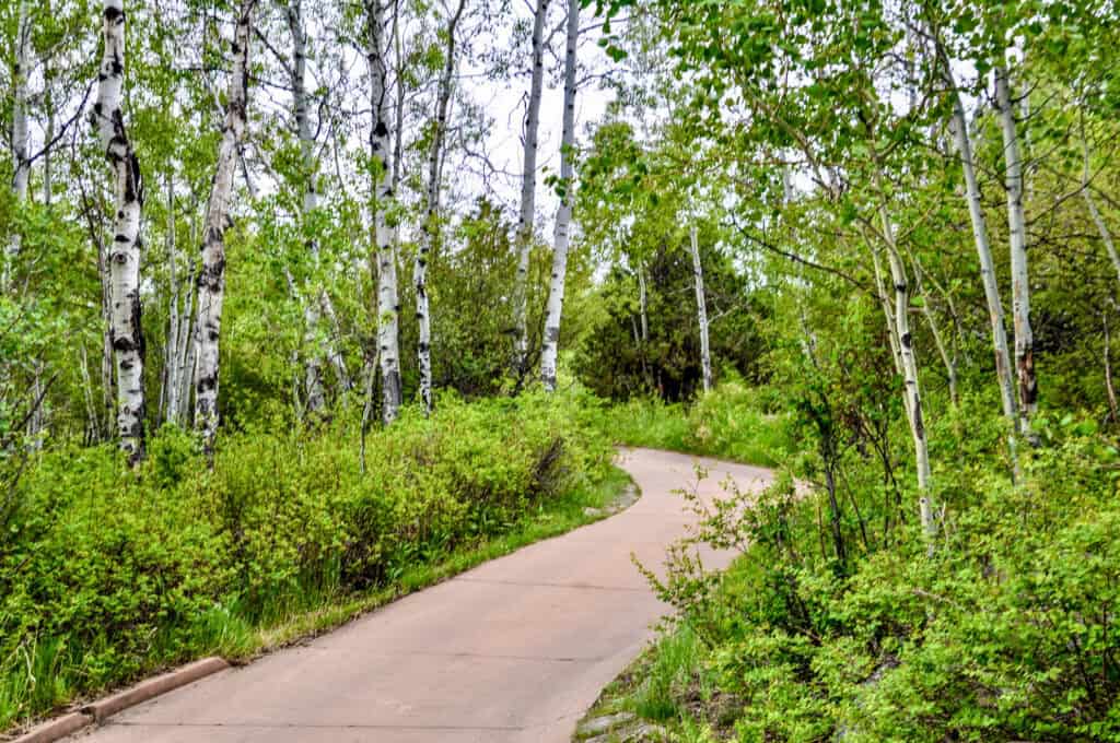 Serene forest trail for mindful walking amidst lush greenery and tall trees.