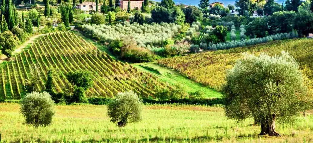 Olive Trees of Italy
La Bagnia