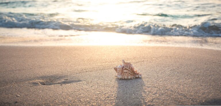Fichier d'image: coquillage-sur-plage-peninsula-amaranthe.jpg.
