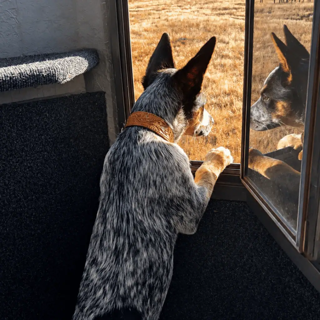 Blue heeler Tyra Jean looking through the open window of a horse trailer