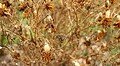 Come eliminare i funghi dalle piante (Botrytis cinerea)  