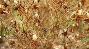 Come eliminare i funghi dalle piante (Botrytis cinerea)  