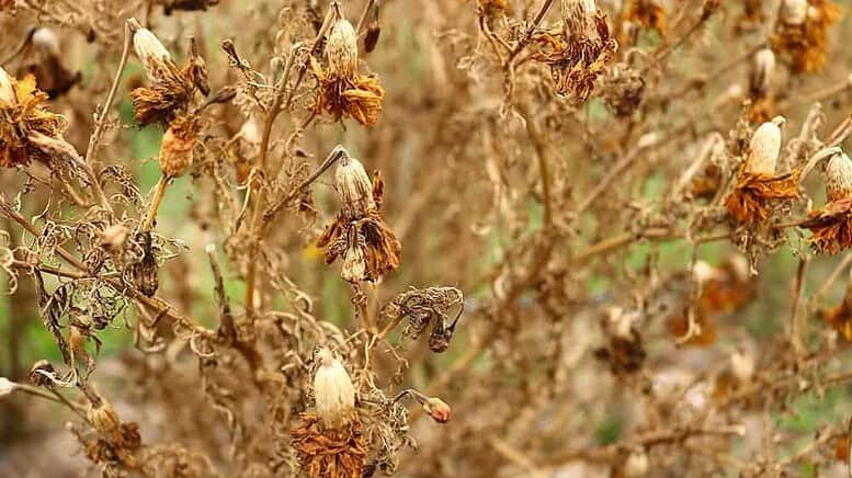 Come eliminare i funghi dalle piante (Botrytis cinerea)  