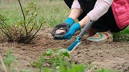 Carenza di potassio nelle piante
