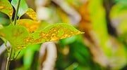Come eliminare la mosca bianca dalle piante