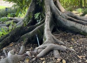 Large tree roots spreading across the ground in a lush garden.