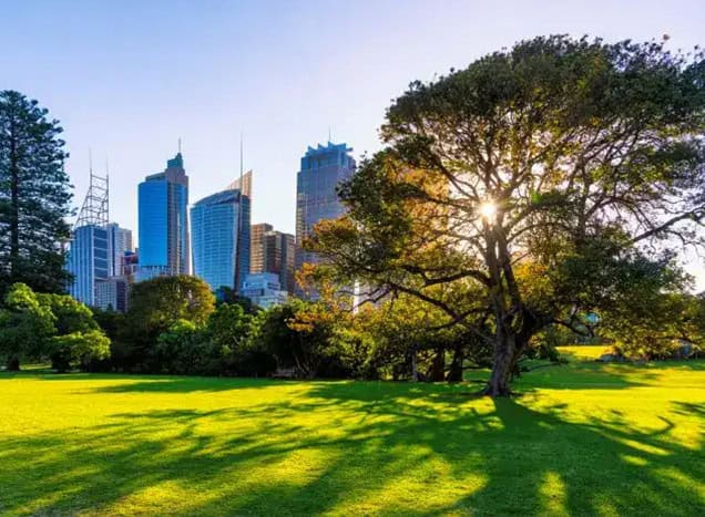 Arbor Australis Report Brisbane