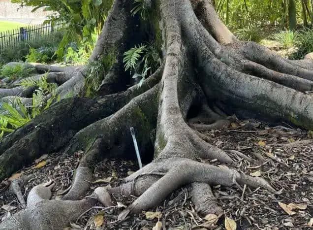 Large tree roots spreading across the ground in a lush garden.