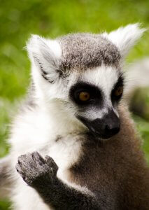 VÉGJÁTÉK MADAGASZKÁRON