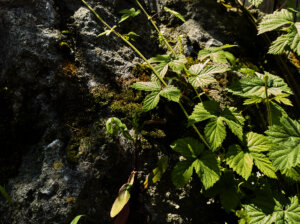 BAKONYICUM