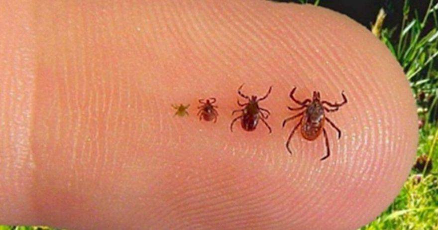 puntura di zecche e donazione